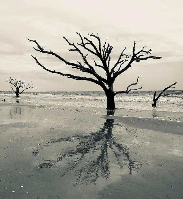 a bare tree on the beach